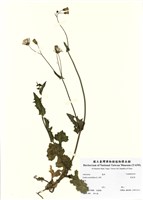 藏品(紫背草)的圖片